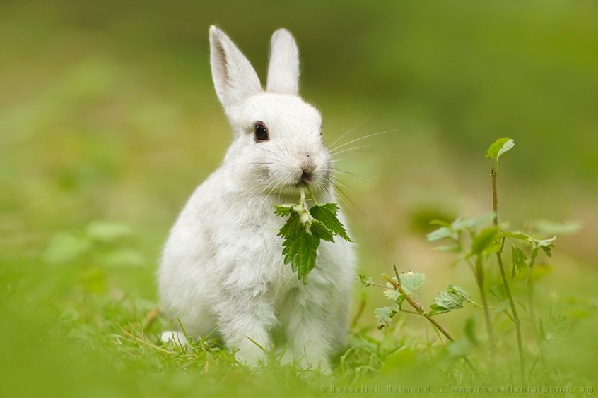 white rabbit habit